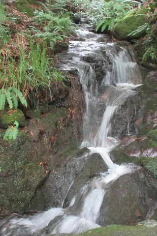 森に流れる神秘の小川