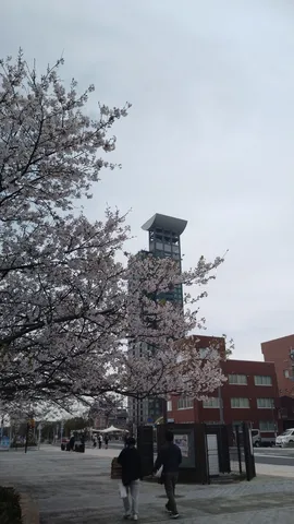 桜と街の風景、塔の影