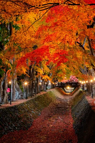 紅葉トンネル夜まつり