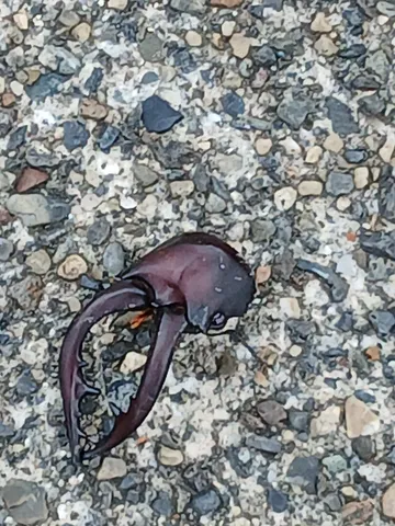 地面に横たわるクワガタ