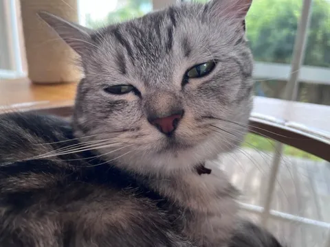 窓辺の眠り猫の穏やかさ