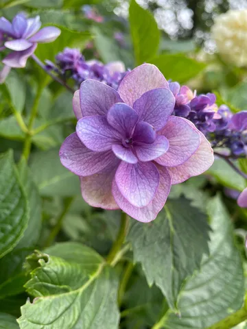 紫の風に揺れる花の瞬間