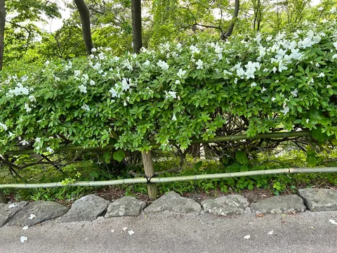 新緑に咲く白き小花