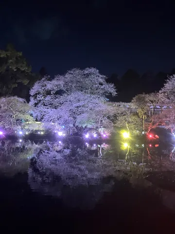 幻想的な夜桜、水面に映る光の万華鏡