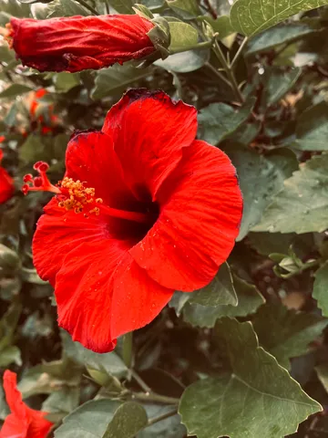 真っ赤な花が呼ぶ夏の瞬間