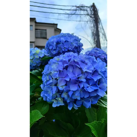 青いアジサイ、雨上がり