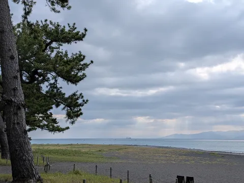 海辺の木影に差す光