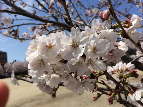 白花の澄む春風