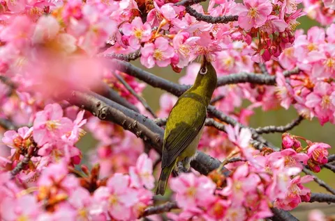桜の枝に囀る緑の鳥
