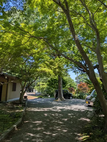 木陰の小径と静かな光
