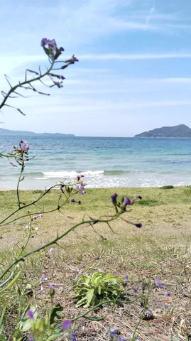 海辺に咲く、儚い紫の花