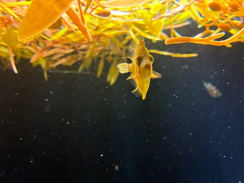 水底からの視線