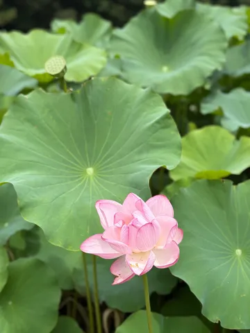 水面に映る、淡いピンクの蓮の花