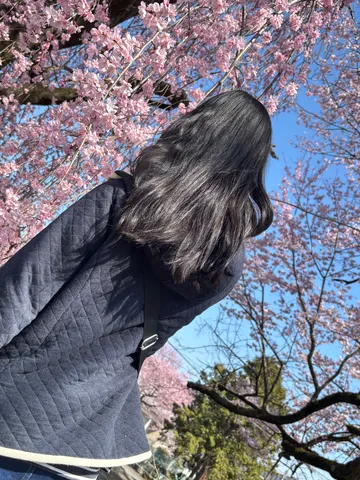 春風と満開の桜、そしてあなたの黒髪