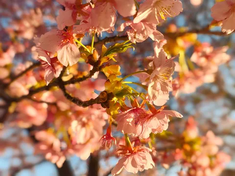 春風に揺れる薄い花びら