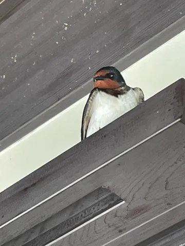 屋根裏からこんにちは