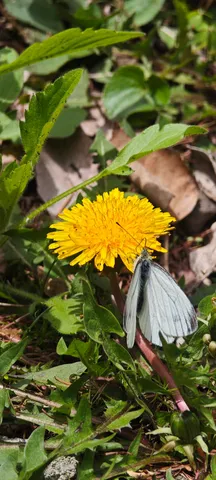 菜の花とモンシロチョウのひととき