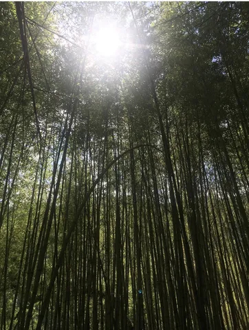 竹林に降り注ぐ陽光