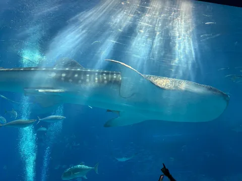 悠然と泳ぐ、光きらめく巨魚