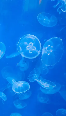 青い海のクラゲダンス