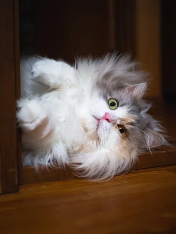 うつ伏せでリラックスする猫