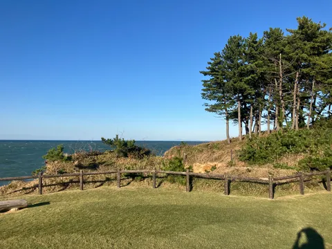 青と風と松の穏やかな海岸