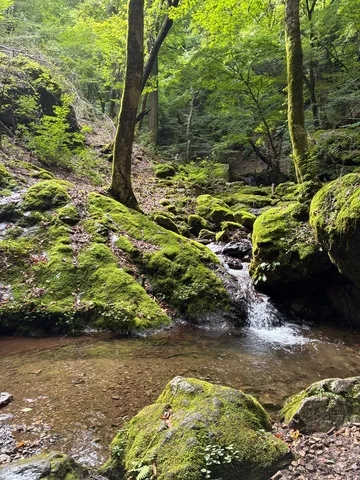 苔むす森の清流