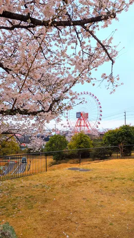 桜咲く観覧車の丘