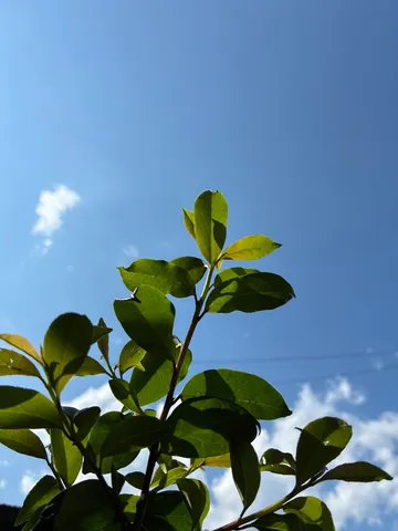 青空に揺れる緑の瞬き