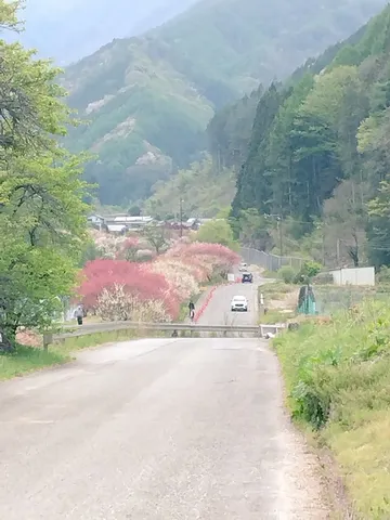 春色きらめく山里の道