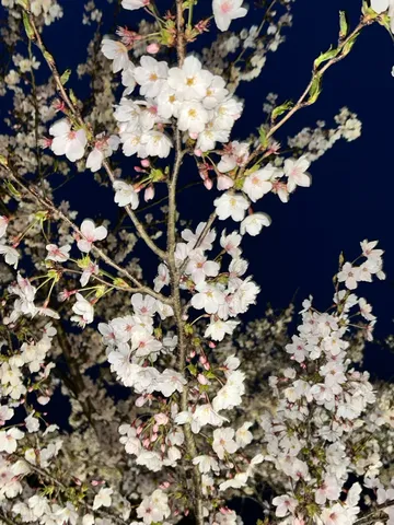 夜桜の儚い美しさ