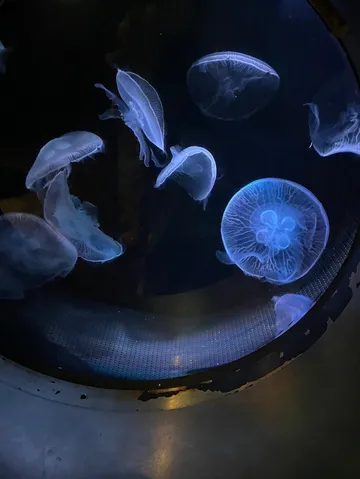 深海の静寂、光るクラゲたち