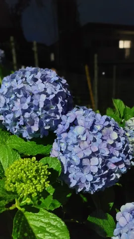 雨粒を纏った紫陽花の神秘