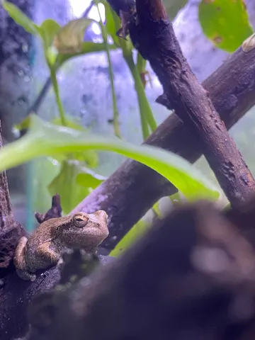 苔の影にひそむ瞳