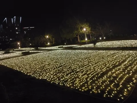 無数の光の絨毯に吸い込まれそう