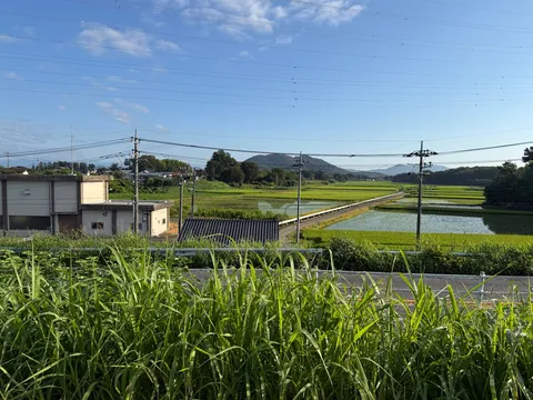 緑映える水田と空、夏の風景