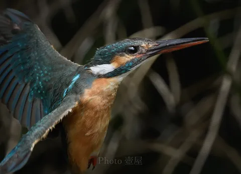 刹那を捉えた、水辺の宝石