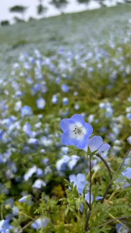風景の青い花畑