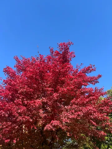 青空に映える紅の樹影