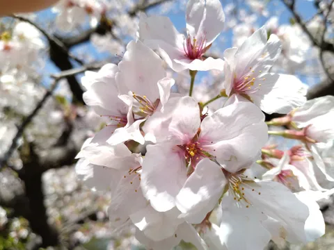 春うらら、桜の誘惑