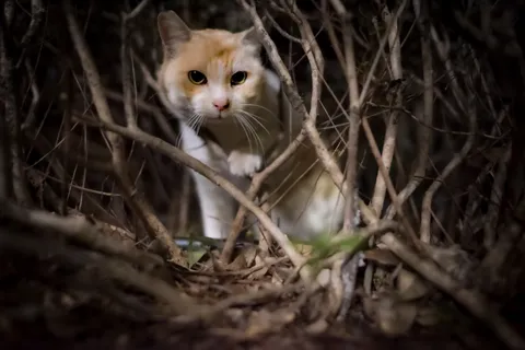 茂みから覗く、いたずらっ子な猫