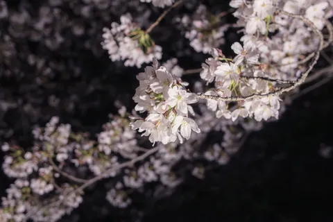 幻想的な夜桜の情景