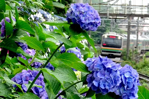 青い紫陽花の向こうを列車が行く