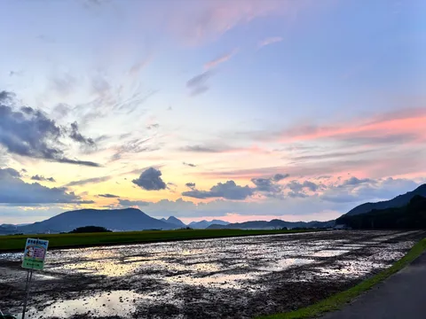 夕焼けに染まる田んぼの風景