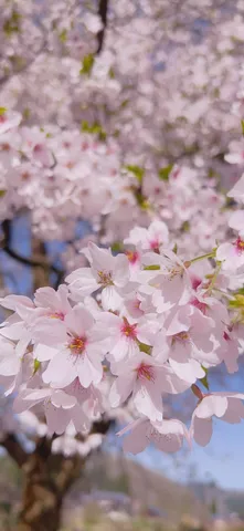 春の訪れ、桜の息吹