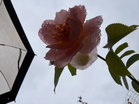 雨粒のヴェール、薔薇の肖像