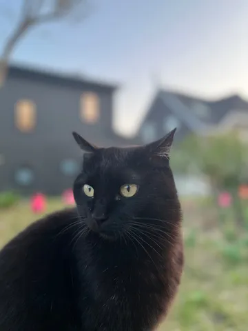 黒猫、薄明かりに佇む