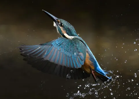水しぶきを纏う、瞬間を捉えたカワセミ