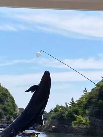 イルカ、大空へジャンプ！