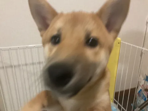 どアップ！犬の熱視線